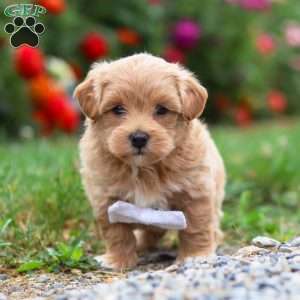 Tommy, Maltipoo Puppy